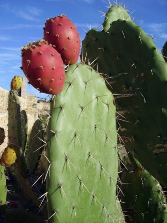 Cactus et chumbos